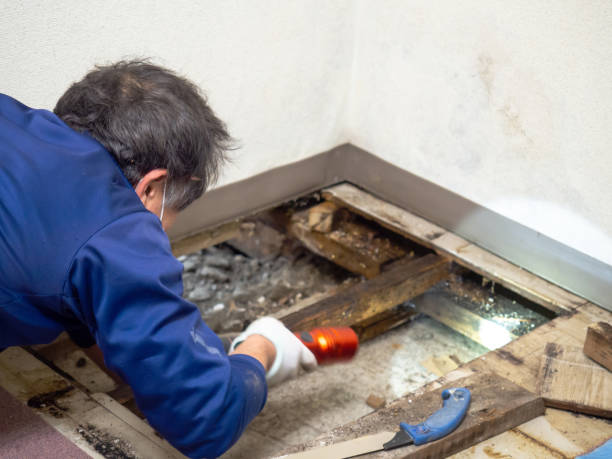 Best Mold Removal Company Near Me  in Great Bend, KS