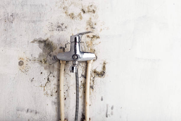 Best Same-Day Mold Removal  in Great Bend, KS