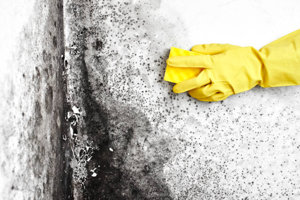 Best Crawl Space Mold Removal  in Great Bend, KS