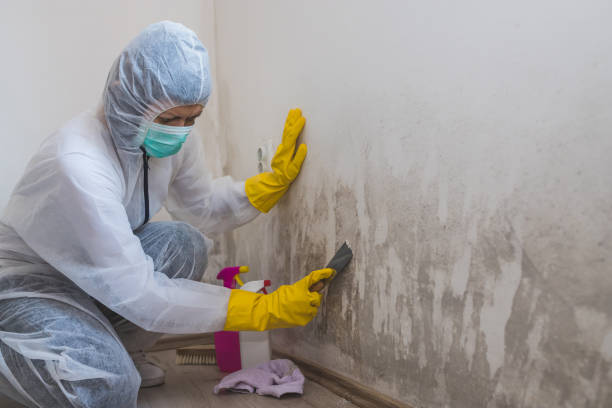 Best Certified Mold Removal  in Great Bend, KS