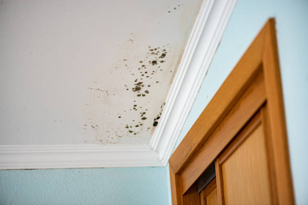 Best Mold Testing and Removal  in Great Bend, KS