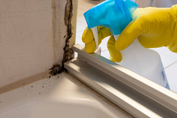 Best Affordable Mold Removal  in Great Bend, KS