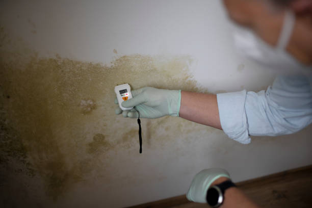 Best Toxic Mold Removal  in Great Bend, KS
