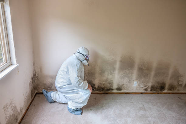Best Local Mold Removal Service  in Great Bend, KS