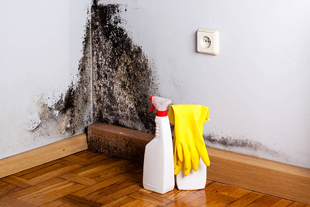 Best Home Mold Removal  in Great Bend, KS