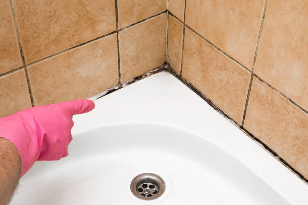 Best Emergency Mold Removal  in Great Bend, KS